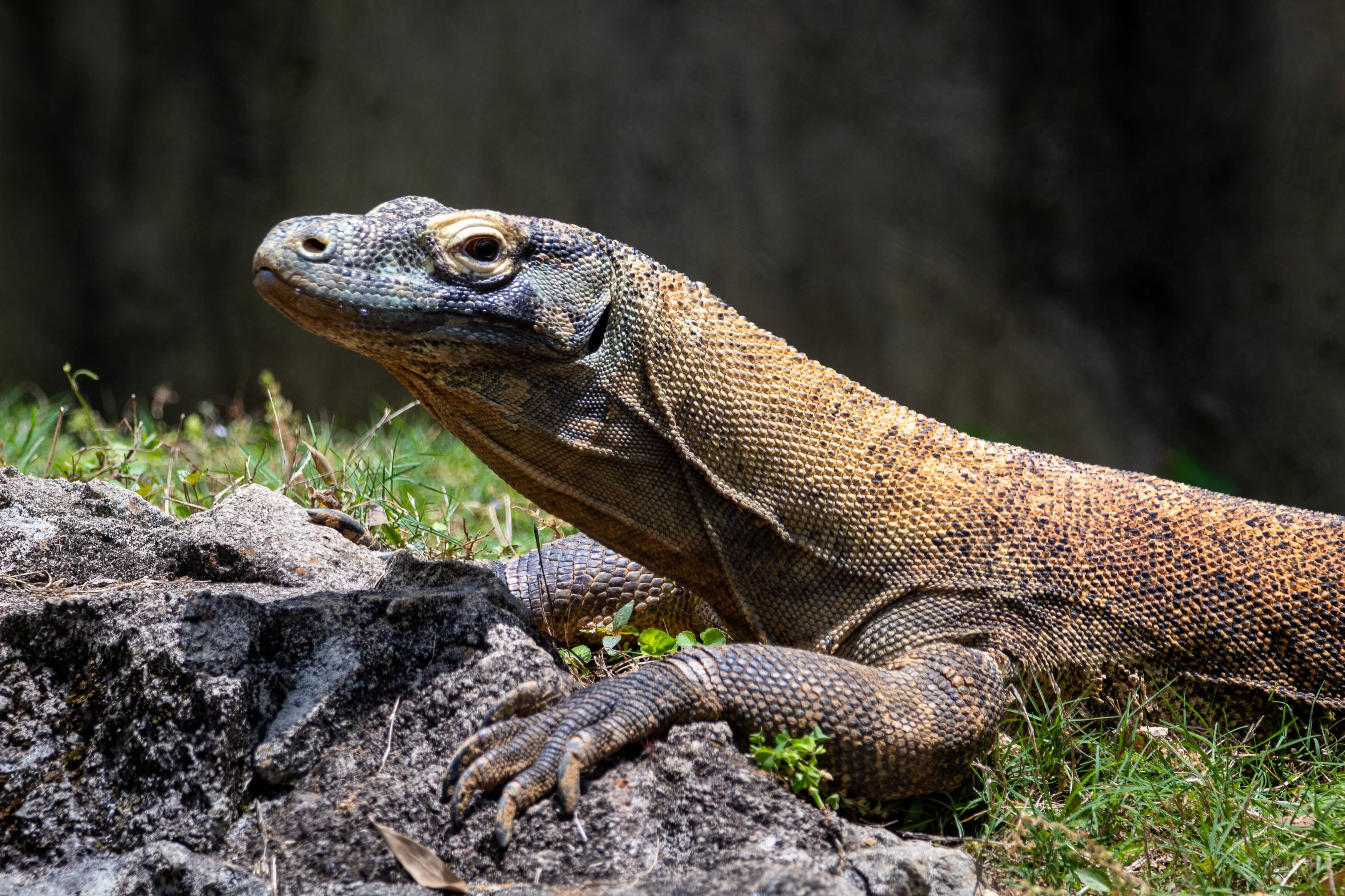 Dragon de Komodo