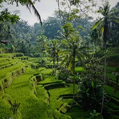 Bali