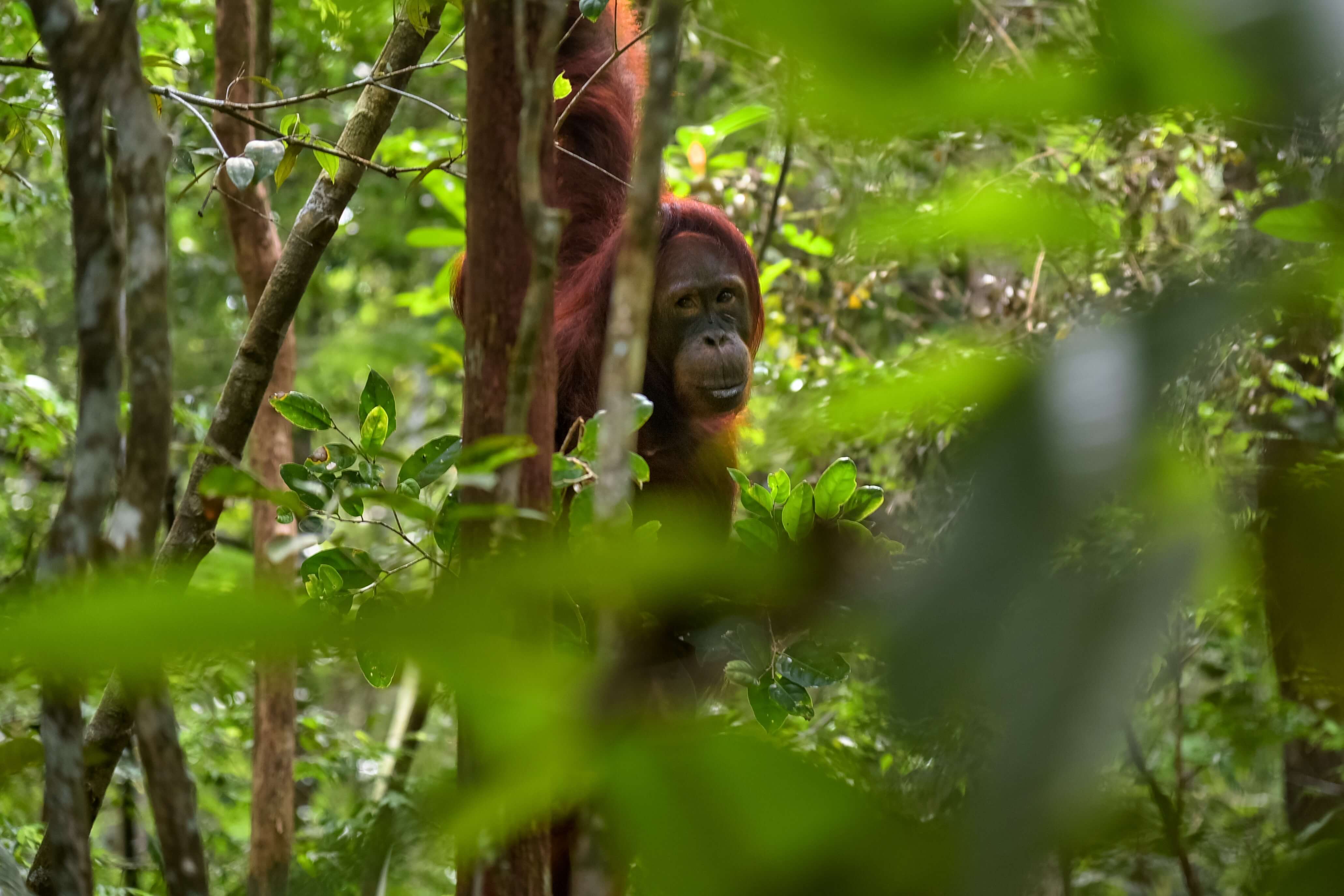 Orang-outang à Kalimantan