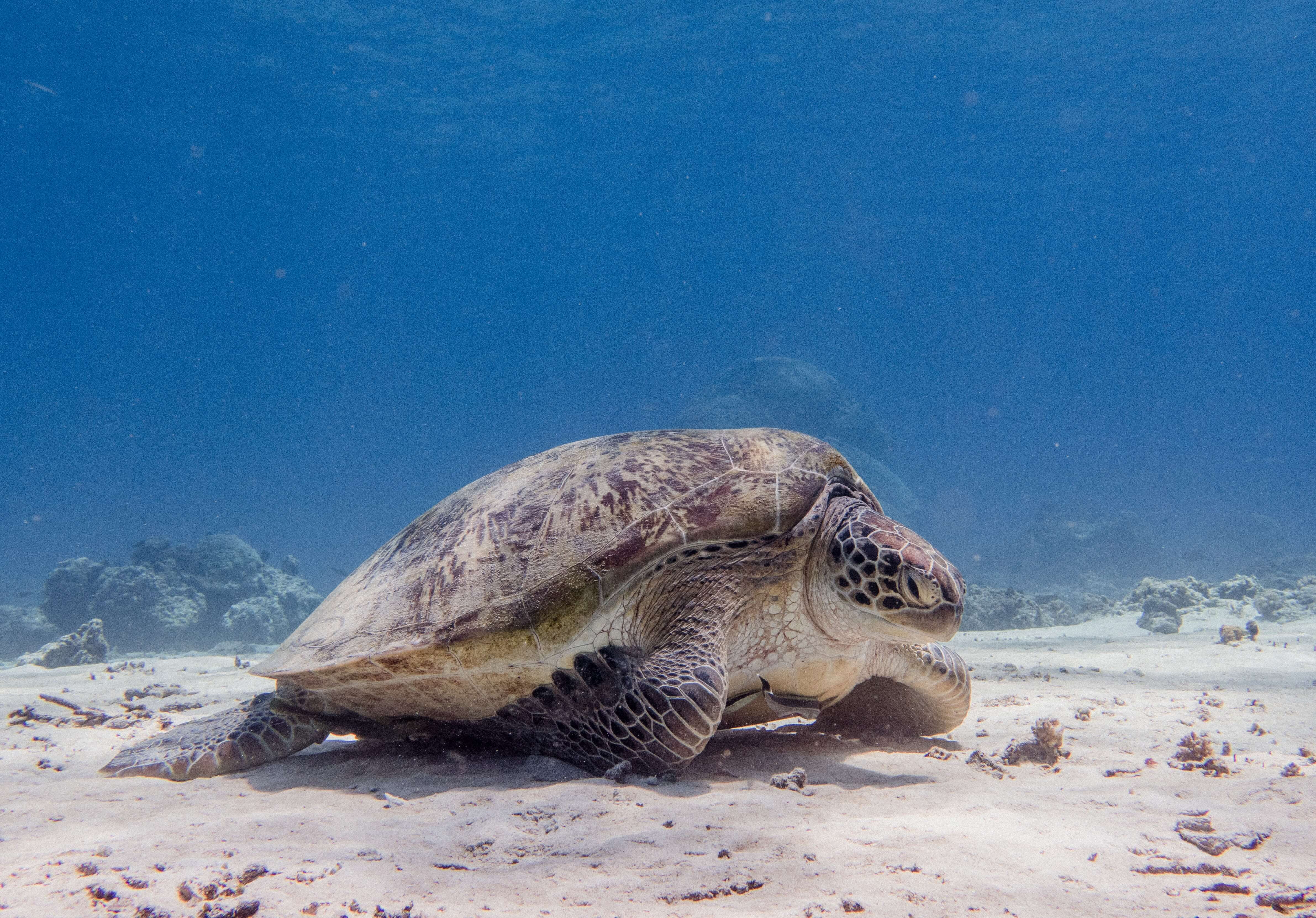 Tortue à Lombok