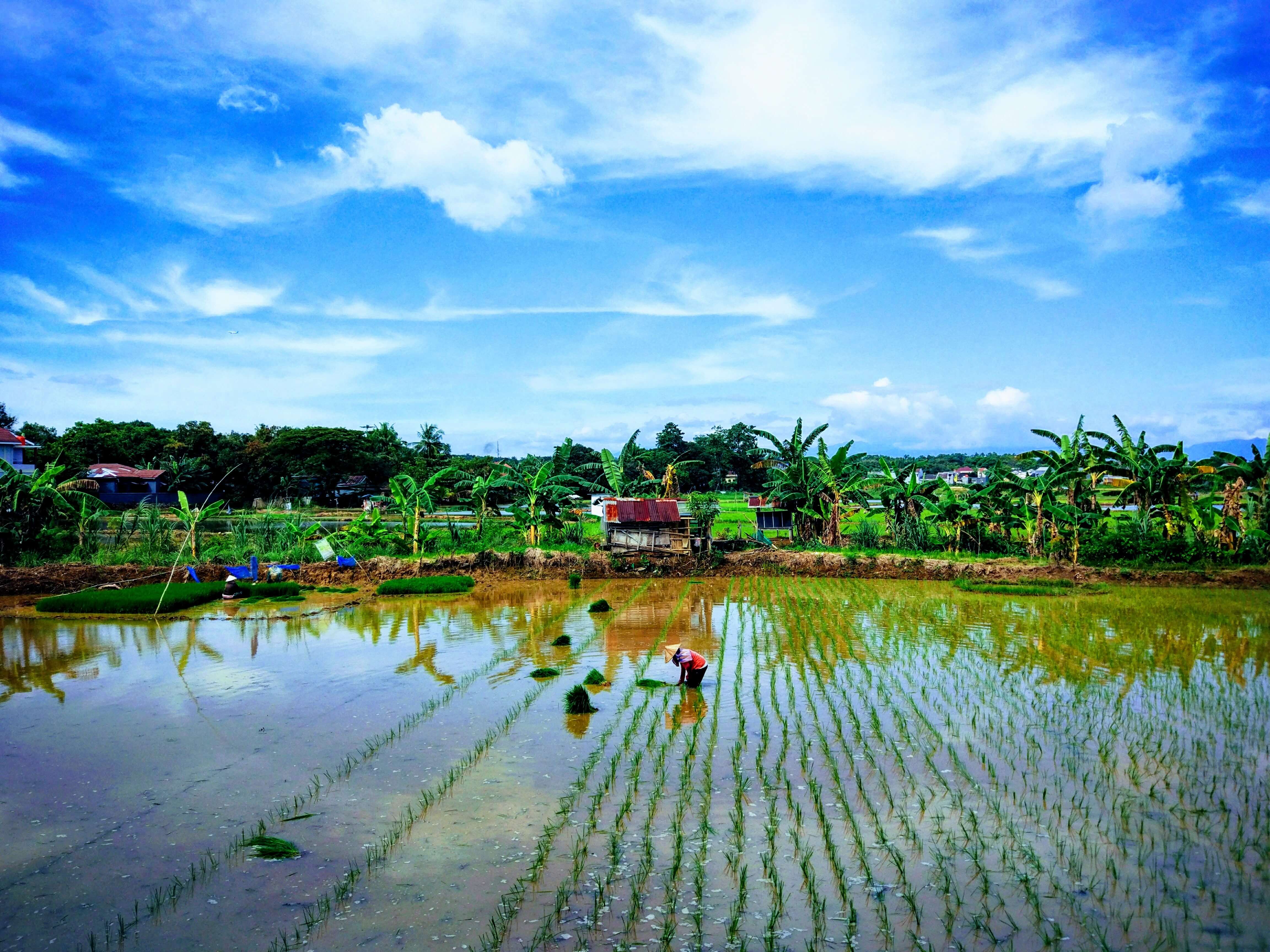 Rizières en terrasses à Sulawesi