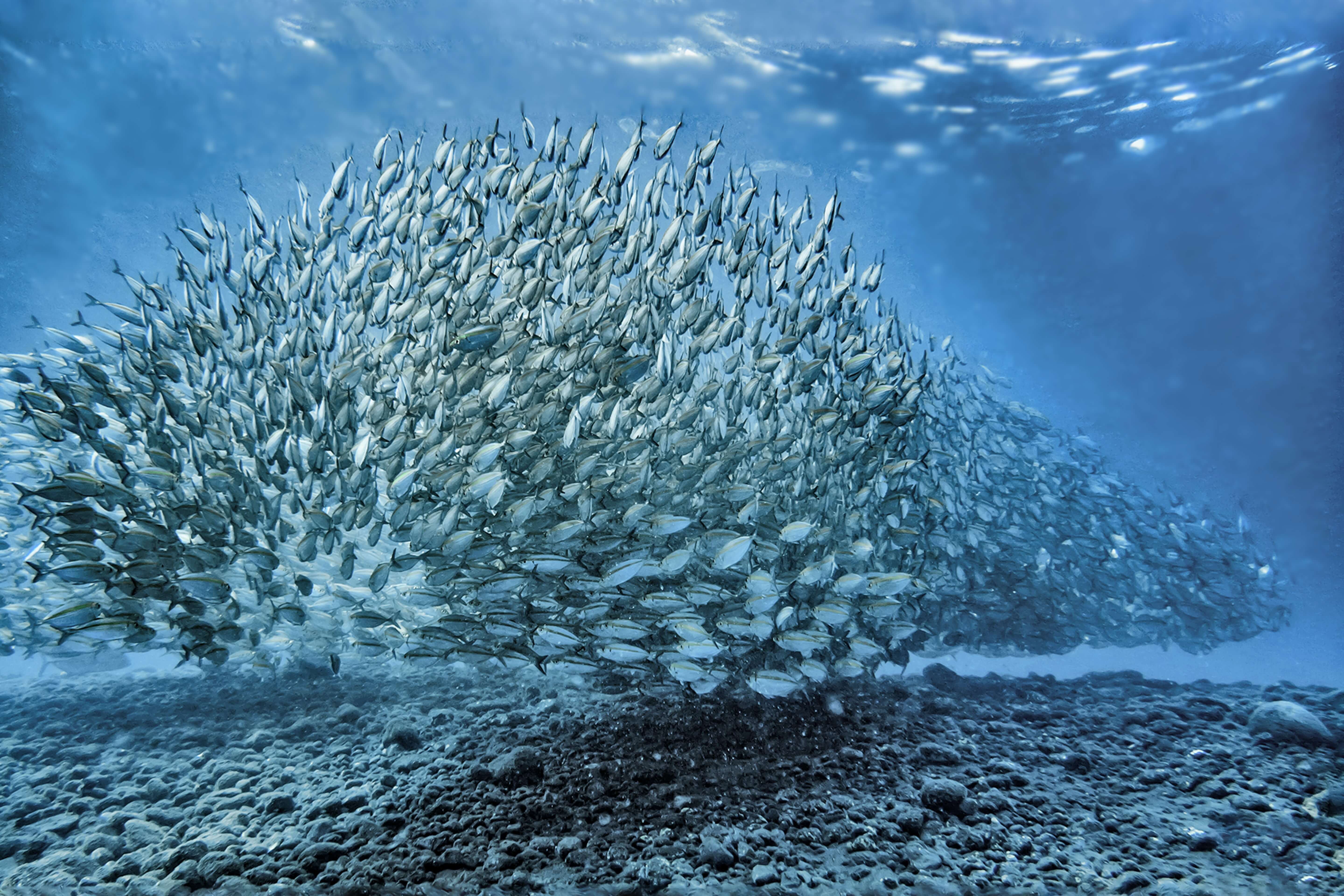 Poissons à Sulawesi