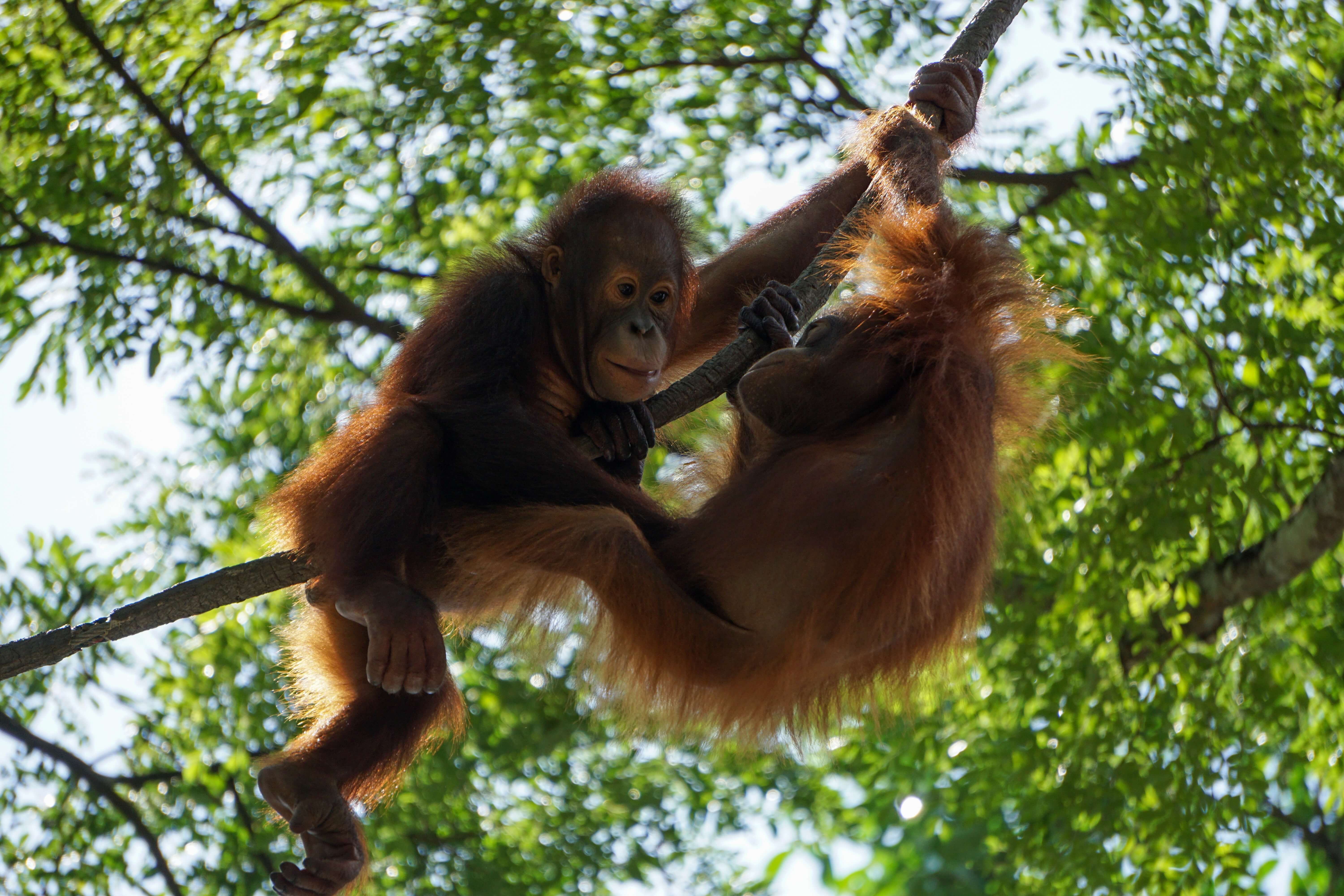 Orang-outang à Sumatra
