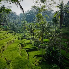 Rizière sur l'île de Bali