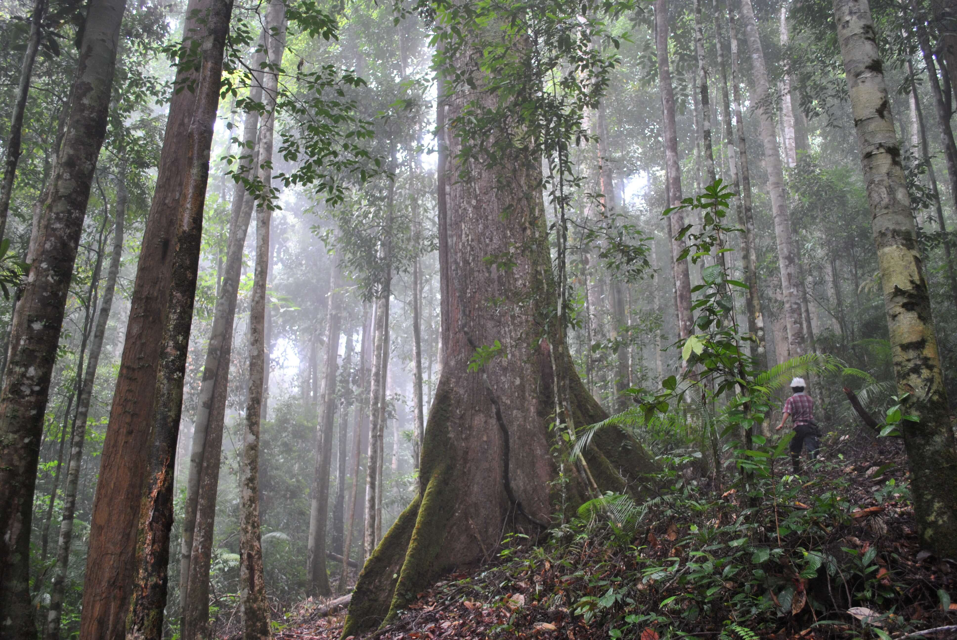 La jungle de Kalimantan
